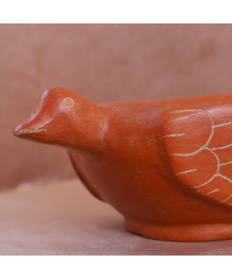 Pato Salsero de la Costa