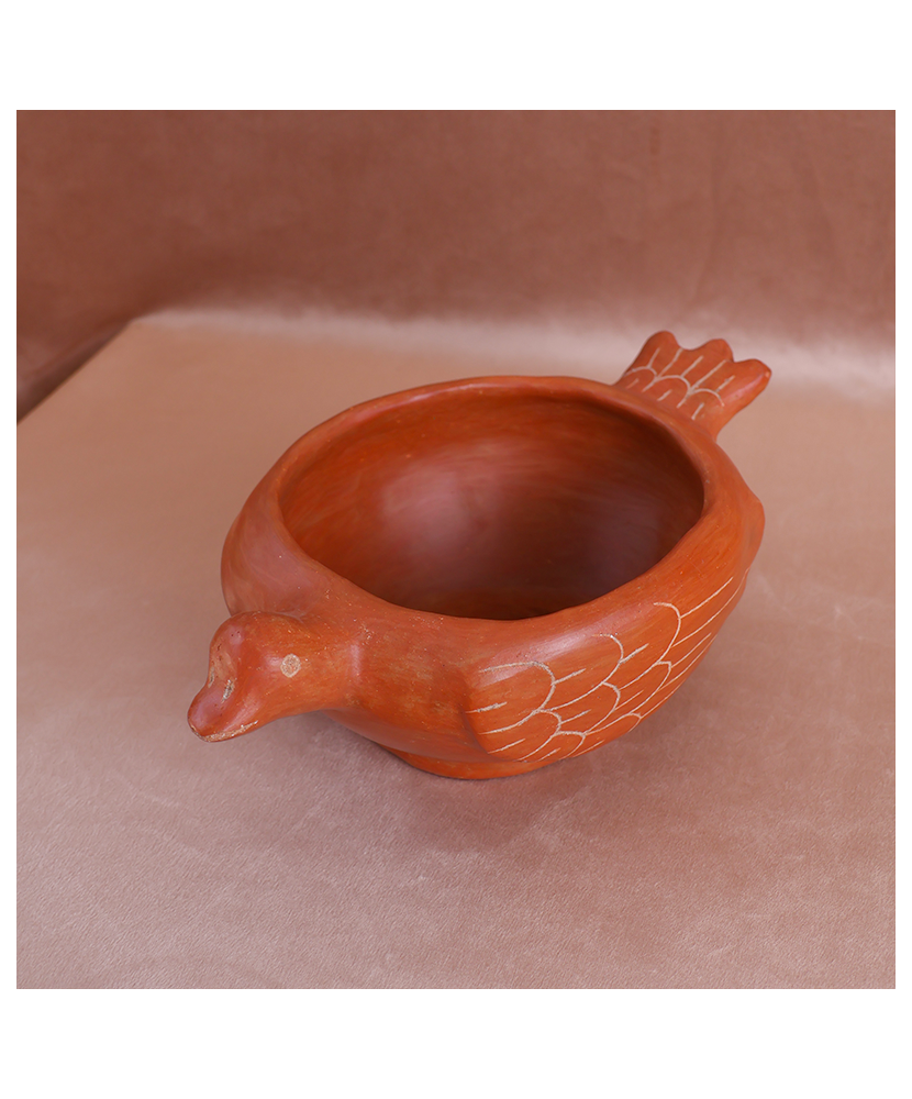 Pato Salsero de la Costa